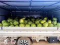 Продавам Дини и Пъпеши на Едро!, снимка 5