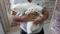 Ангорска котка, снимка 5