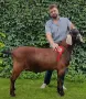 100% Чистопороден англо-нубийски пръч, снимка 2