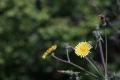 Обектив Canon FD 70-150mm f/4.5 за Canon FD байонет, снимка 9