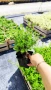 Потентила, Potentilla fruticosa 'Daydawn', студоустойчива и многогодишна, снимка 13