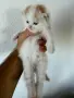 Домашно Ангорско Котенце + Доставка 50 евро, снимка 14