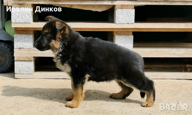 Немска овчарка с родословие , снимка 2 - Немска овчарка - 54102626