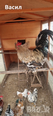 Петле, снимка 4 - други­ - 54209259