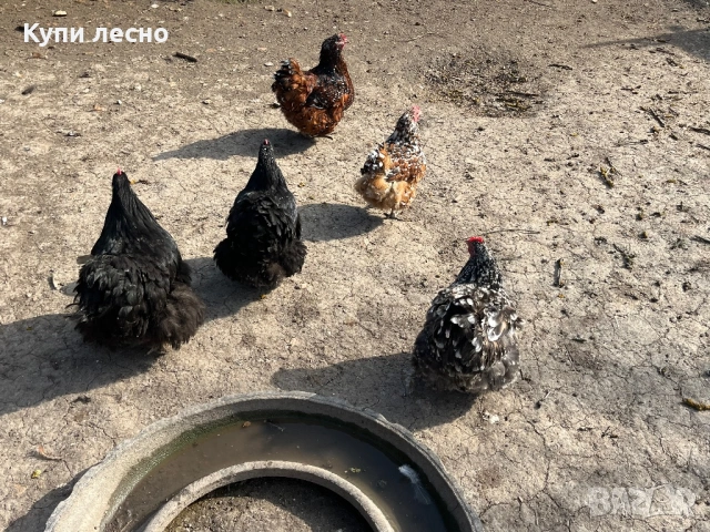 Яйца от орпингтон 