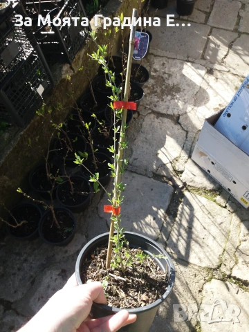 Годжи бери - Червено и жълто , снимка 10 - Градинска техника - 54020824