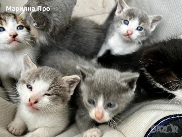 Подарявам малки котенца на  1 месец, снимка 4 - Други - 54511467
