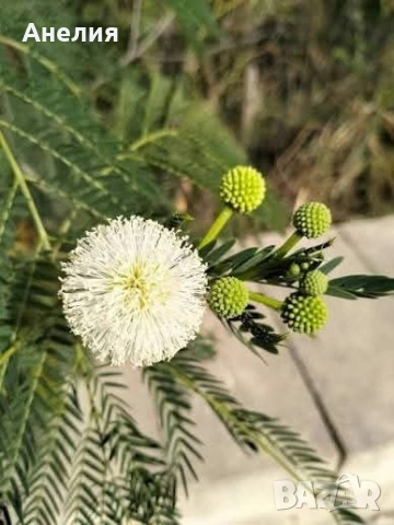 Акация тропическа Acacia leucaena! 
