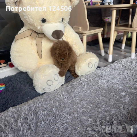 пудел пуделче момиче , снимка 5 - Пудели - 55195479