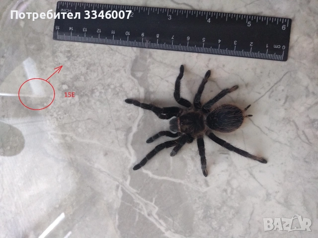 Tarantula - Продавам Тарантyли от снимите - получавате това което виждате
