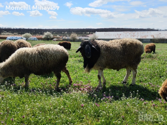 продавам коч, снимка 4 - Овце - 54121625