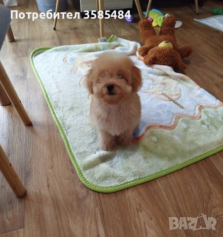 Мини пудел момченце , снимка 9 - Пудели - 54015251