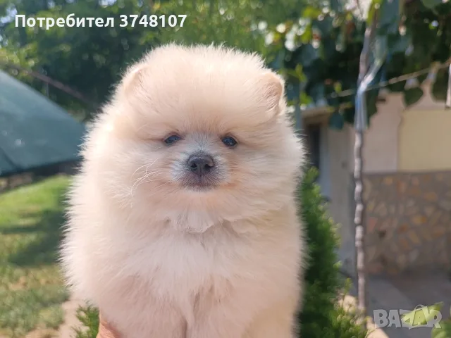 Померан/померани , снимка 9 - Померан - 55328087
