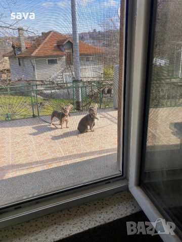 Френски булдог лилак син, снимка 4 - Френски булдог - 54225829