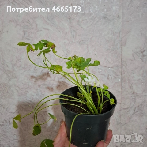 Оксалис /Детелина Бяла и Розова , снимка 4 - Градински цветя и растения - 54510708