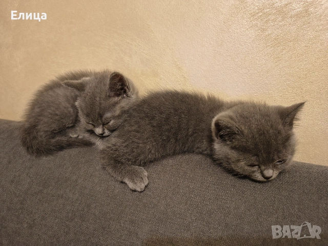 Британски котенца, снимка 9 - Други - 53570127