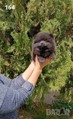 Женски Померани. Реални снимки от 29.04.2026 г. , снимка 7 - Померан - 54293722