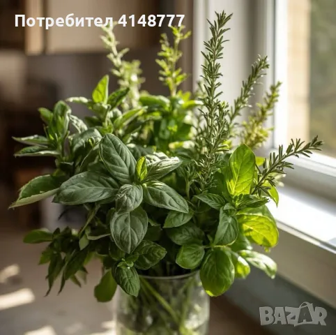 🌿 Букет Свежи Билки Мix– Свежи Градински Билки! , снимка 3 - Градински цветя и растения - 55502449