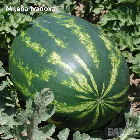 Продава Дини на едро - сорт Арашан и Каристан