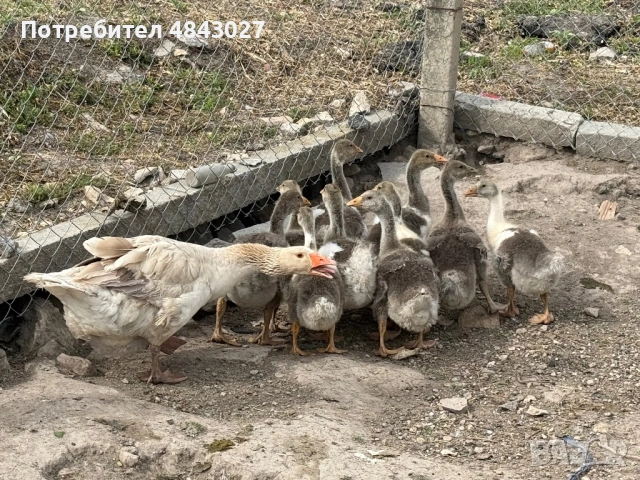 Продавам домашни гъсета на 1 месец и женска гъска майка, снимка 5 - Патици и гъски - 54728196