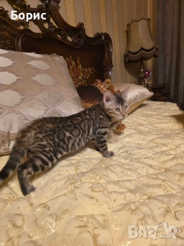 Бенгалска котка, снимка 5 - Бенгалски - 40146006