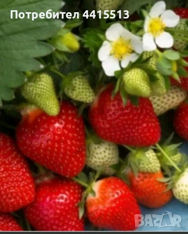 Разсад ягоди, снимка 6 - Разсади - 54014253