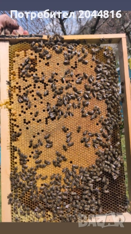 Силни пчелни семейства, снимка 3 - За пчели - 54344880