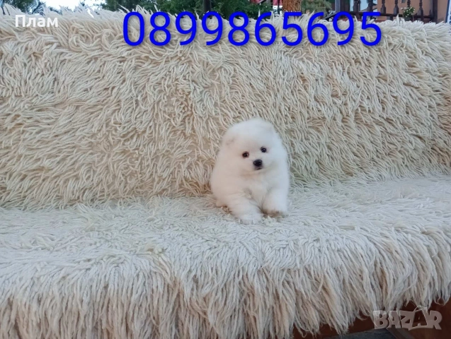 Померани.Реални снимки от 06.04.26 г. , снимка 9 - Померан - 54112151