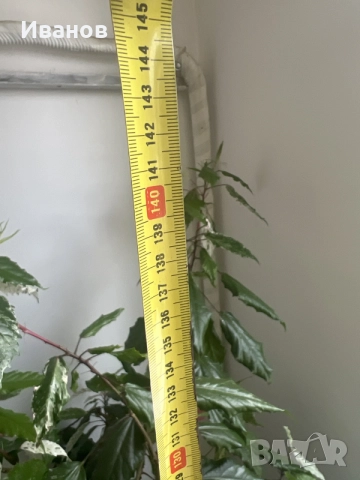 Китайска роза ( Hibiscus rosa-sinensis var. coop), снимка 5 - Стайни растения - 55315250