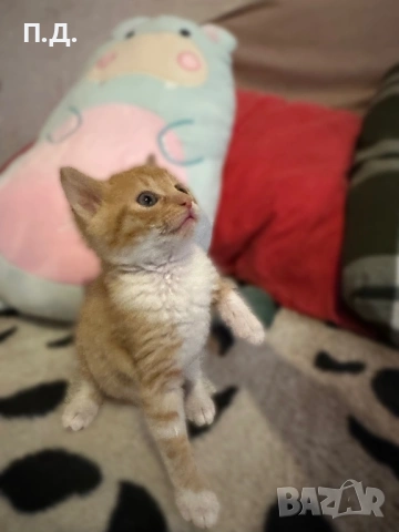Мъжко коте търси своя постоянен дом