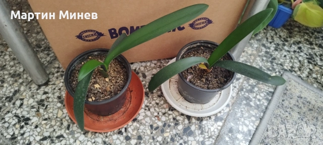 Clivia / Кливия, снимка 2 - Стайни растения - 54882990