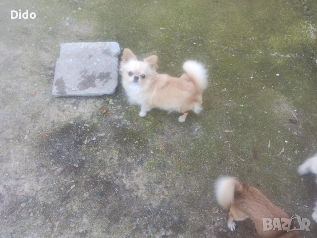 Продавам мъжки  чихуахуа , снимка 6 - Чихуахуа - 53564809