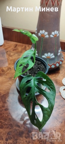 Филодендрон (Philodendron) / Сингониум (Syngonium), снимка 8 - Стайни растения - 47059632