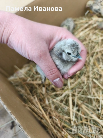 Пиленца на 10 дни, снимка 3 - Кокошки и пуйки - 54189774