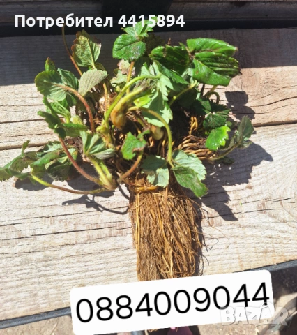 Разсад ягоди и малини, снимка 4 - Сортови семена и луковици - 54205328