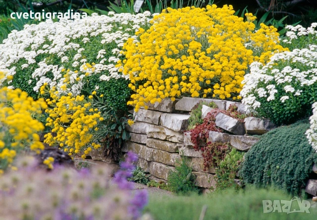 Alyssum montanum ‘Berggold’ (Алисум планински ‘Berggold’), снимка 2 - Градински цветя и растения - 54651313