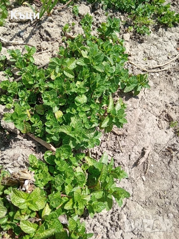 Корен от Мента, цената е за 2броя корени., снимка 2 - Градински цветя и растения - 52059927