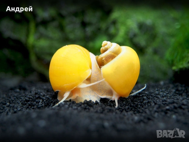 Ампулария охлюви , снимка 2 - Други - 54288634