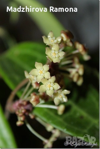 Hoya Хоя Jasper blink 