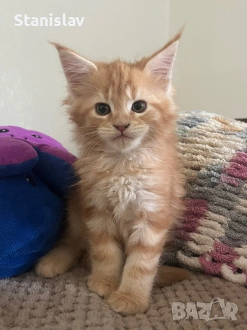 Котенца Мейн Куун