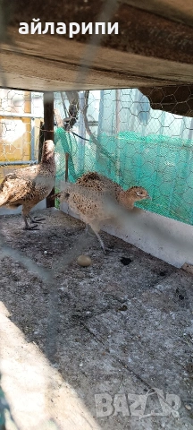 Фазани, снимка 6 - други­ - 54391739