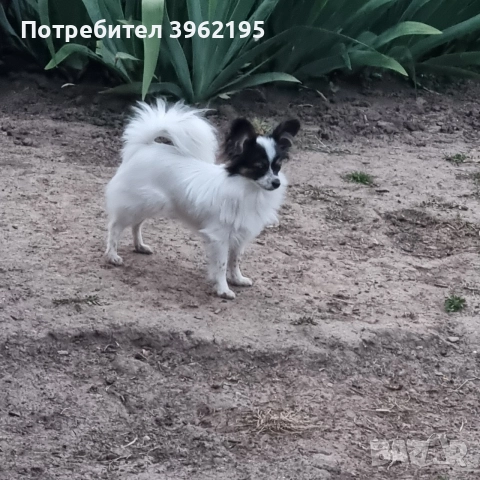 Папийон, кучето пеперуда в България