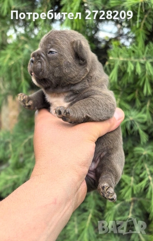 Френски булдог/French Bulldog , снимка 14 - Френски булдог - 54656690