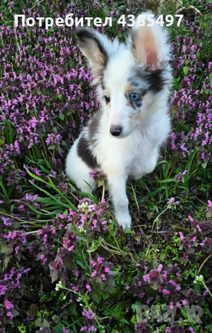 Момче Шелти мини Коли , снимка 6 - Коли - 53650176