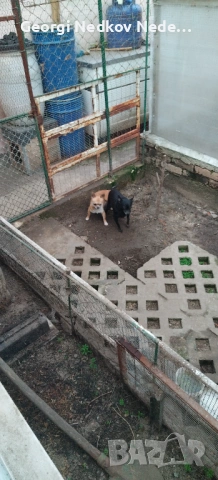 Продавам клетка , снимка 3 - За птици - 54446802