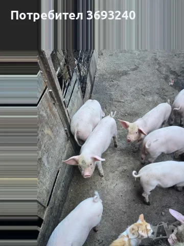 продавам малки прасета 