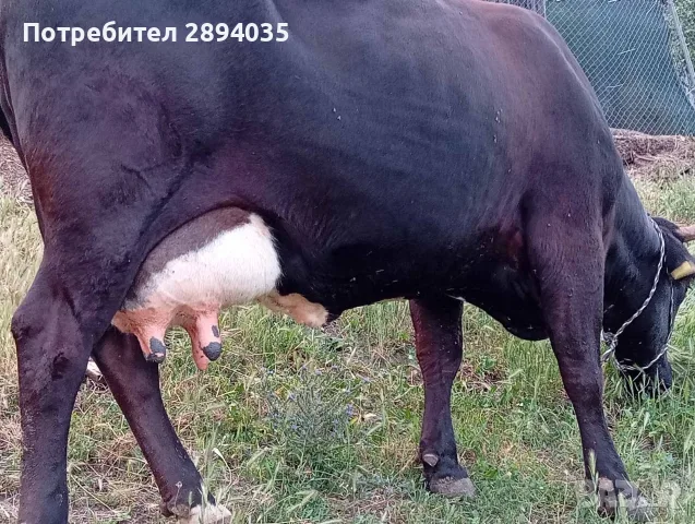 свободни 3 крави 