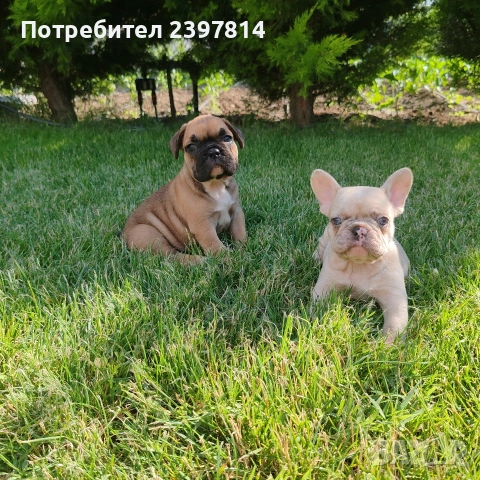 Френски булдог , снимка 2 - Френски булдог - 55008762