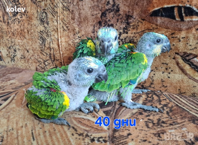 Папагали Синьочела амазона/бебета (две свободни)