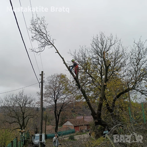 Рязане на опасни дърветата от сертифицирана фирма с богат опит- Мускатите братя ЕООД, снимка 17 - Други услуги - 55157063